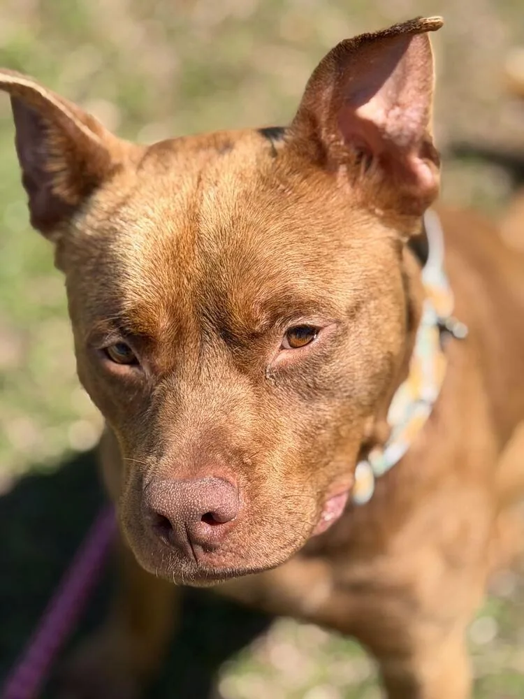 King Grover thumbnail 3