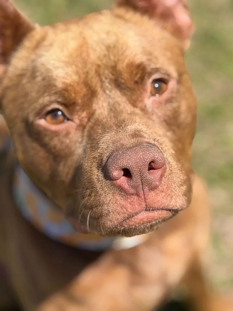 King Grover thumbnail 4