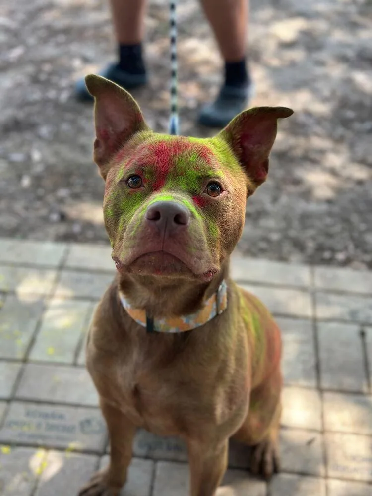 King Grover thumbnail 5