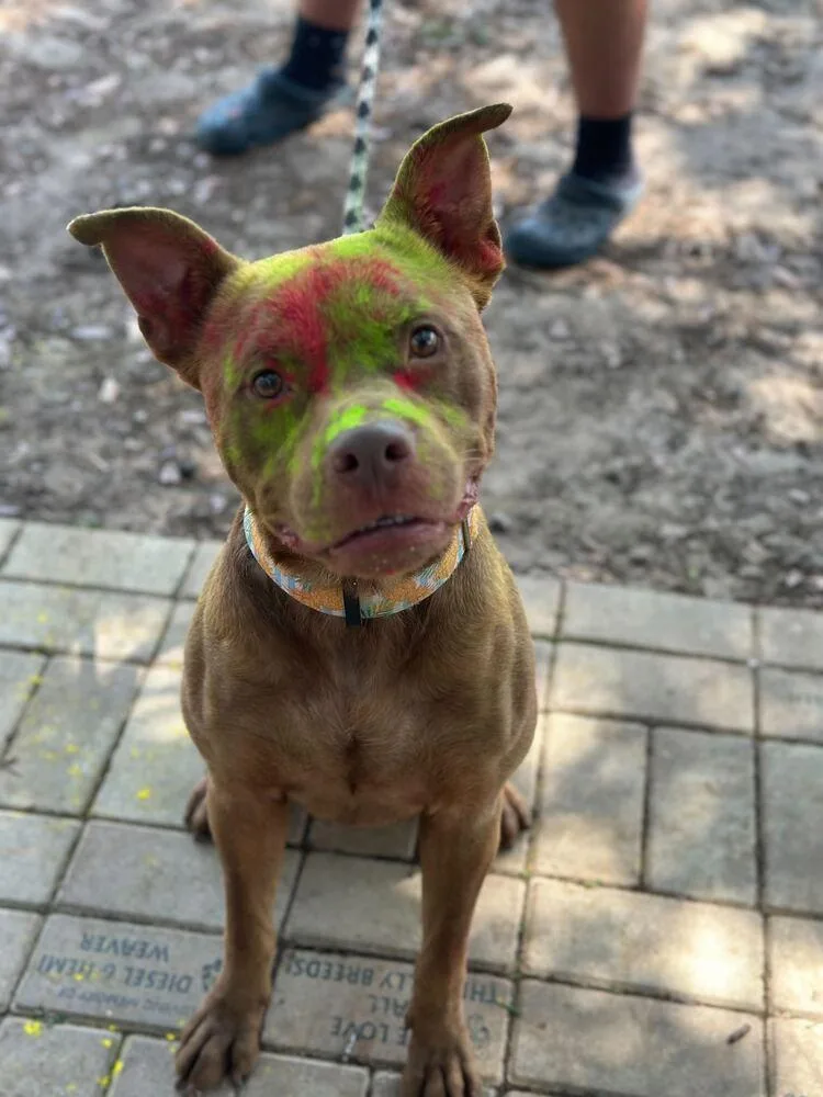 King Grover thumbnail 6