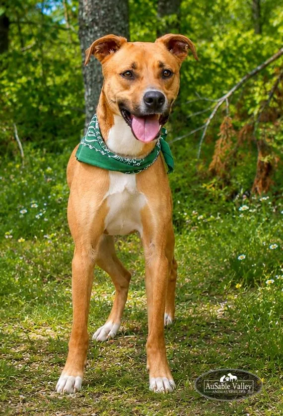 An adult medium-sized male Golden Mixed Breed dog named Rafikki for adoption in Grayling, MI