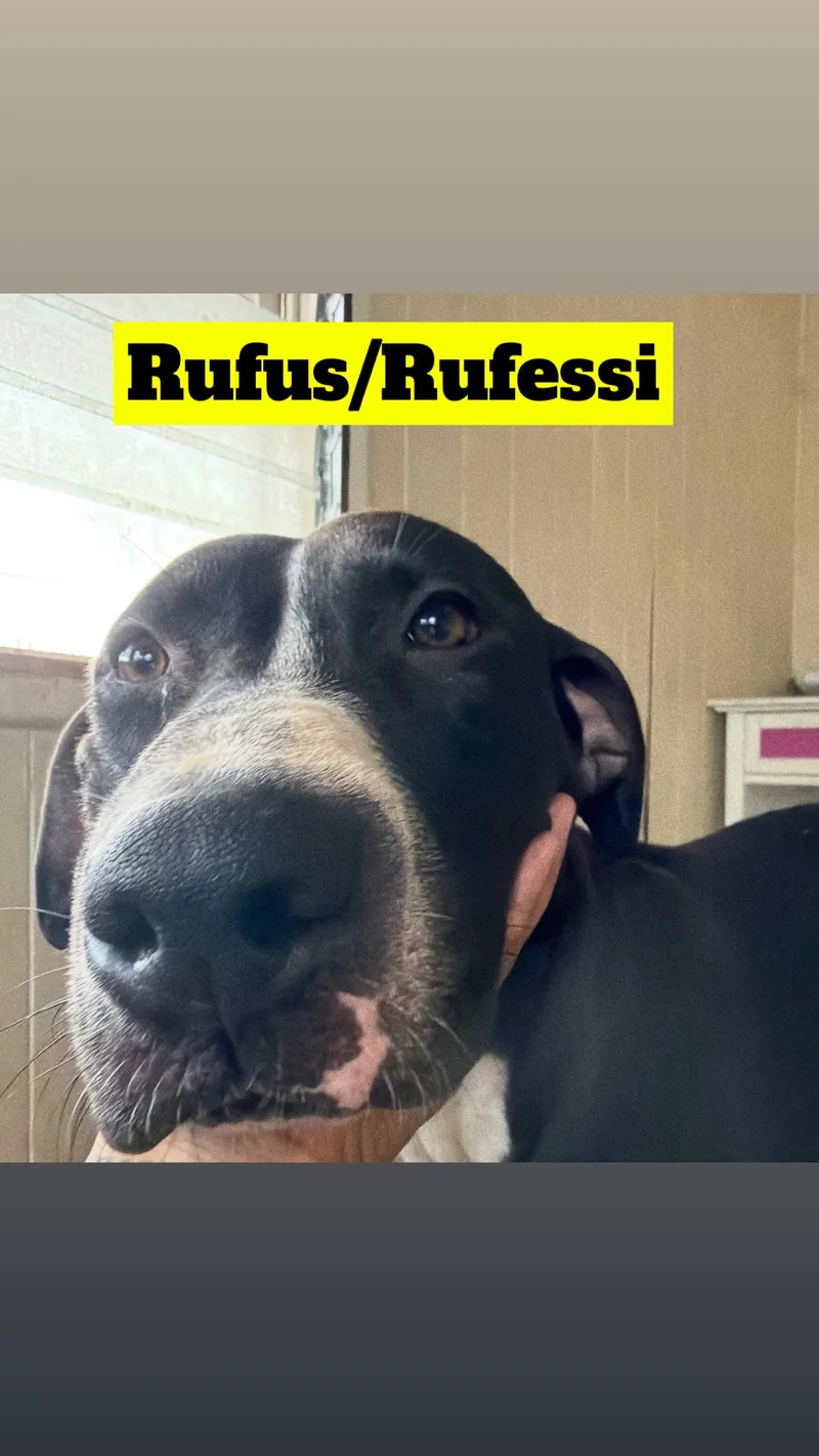 A young medium-sized male Gray / Blue / Silver Pit Bull Terrier dog named Coco  Rufus  for adoption in Woodland Hills, CA