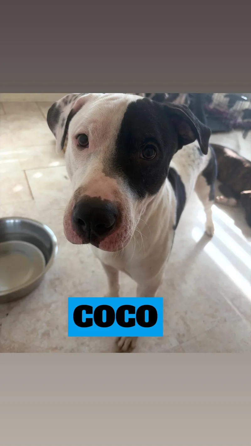 Coco  Rufus  thumbnail 5