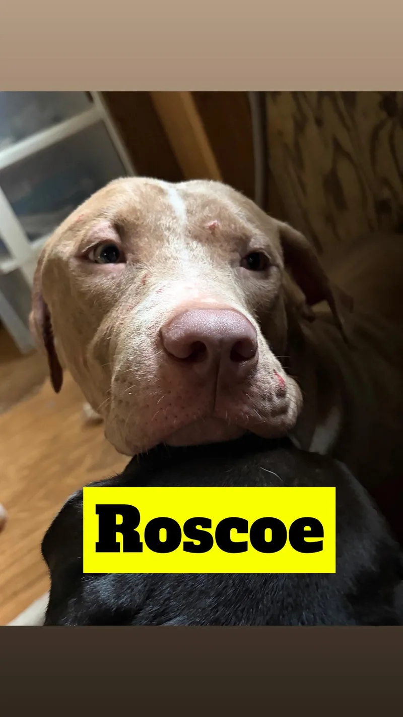 Coco  Rufus  thumbnail 6