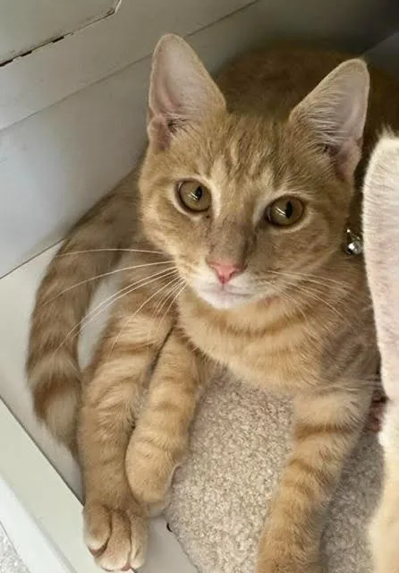 Huey