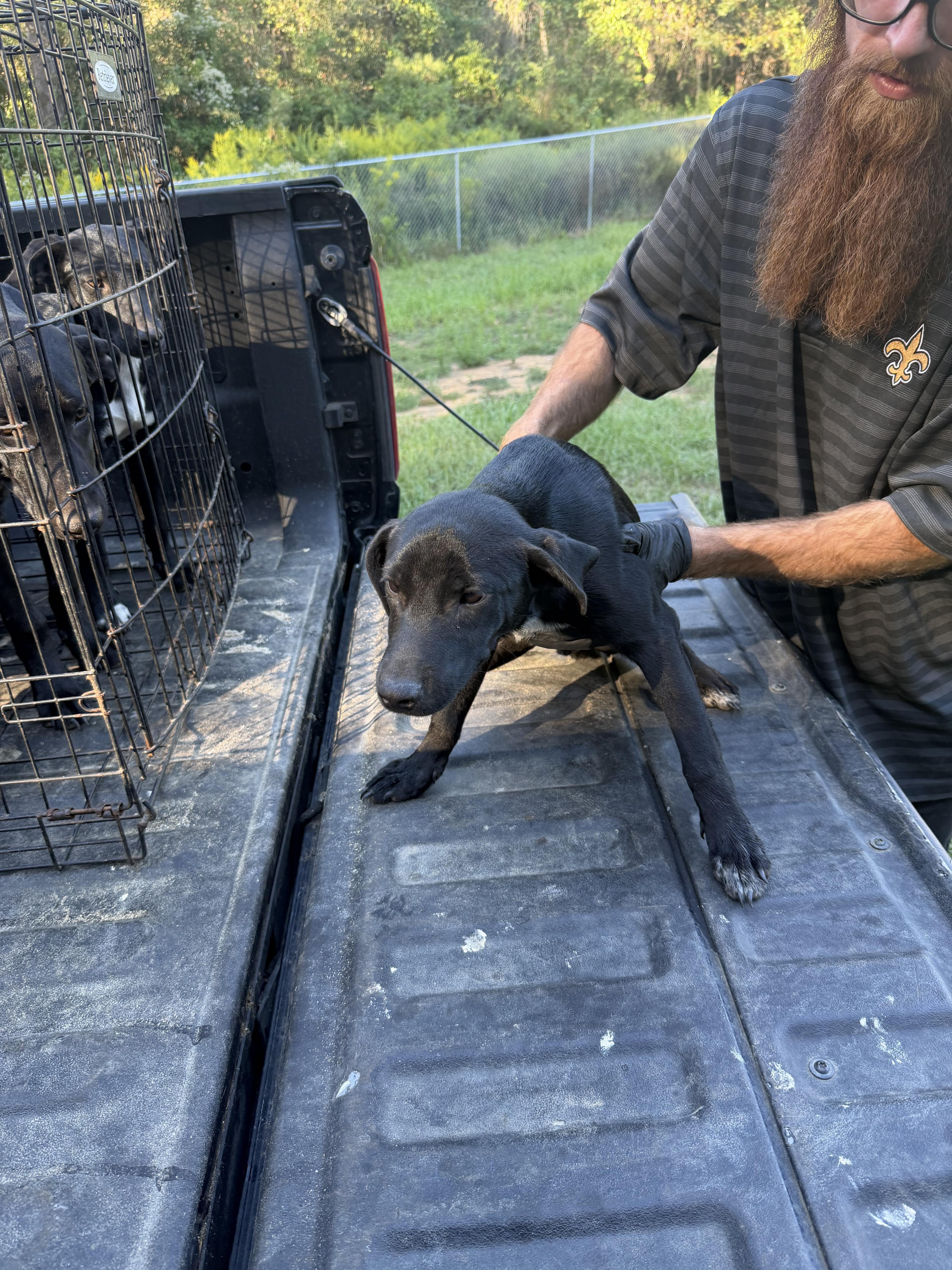A baby medium-sized male Black Labrador Retriever dog named Brody for adoption in Kiln, MS