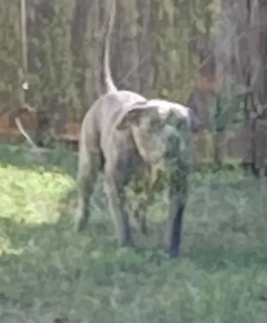 A young large-sized male Pit Bull Terrier dog named Bob for adoption in Dallas, TX