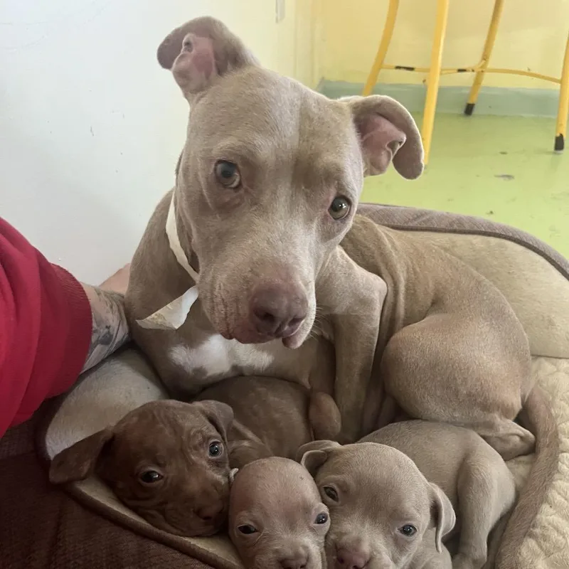 An adult medium-sized female Yellow / Tan / Blond / Fawn Pit Bull Terrier dog named Rain for adoption in Melrose, FL