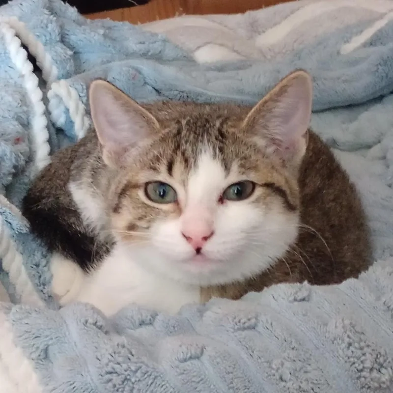 A young small-sized female Buff / Tan / Fawn Domestic Short Hair cat named Marcia for adoption in Grand Rapids, MN