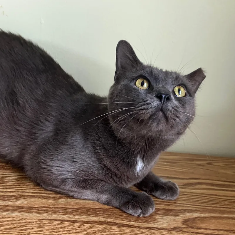 A young medium-sized male Domestic Short Hair cat named Jordan for adoption in Tulsa, OK