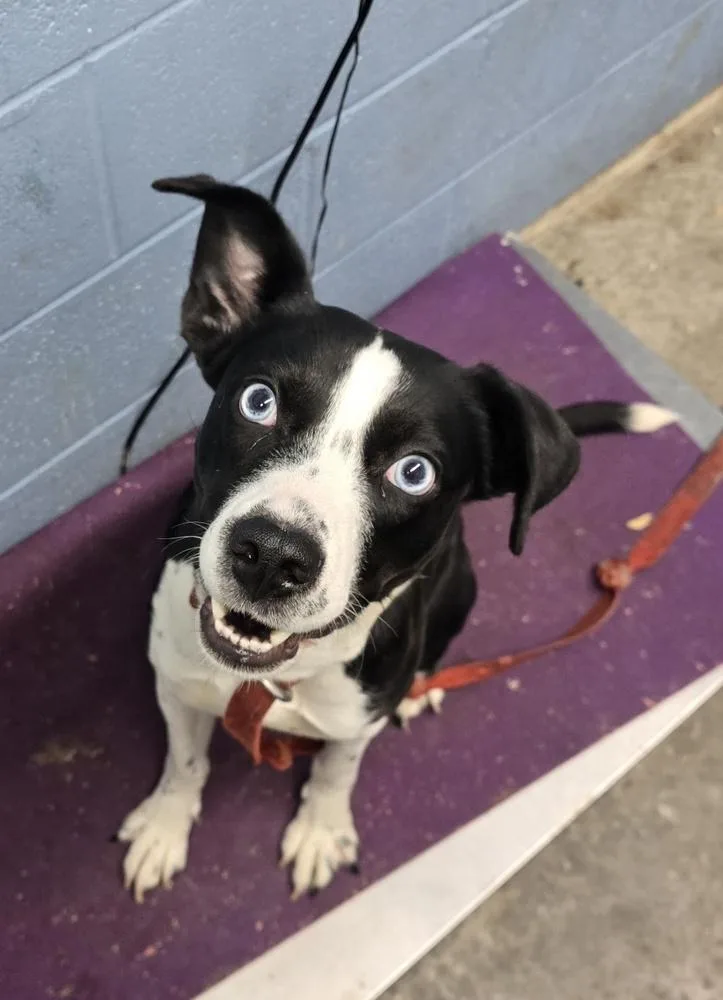 An adult medium-sized female Tricolor (Brown, Black, & White) Terrier dog named Oreo Pie for adoption in Evansville, IN