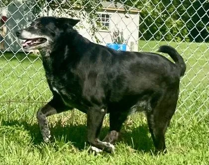 An adult large-sized female Black Labrador Retriever dog named Jackie for adoption in Glasgow, KY