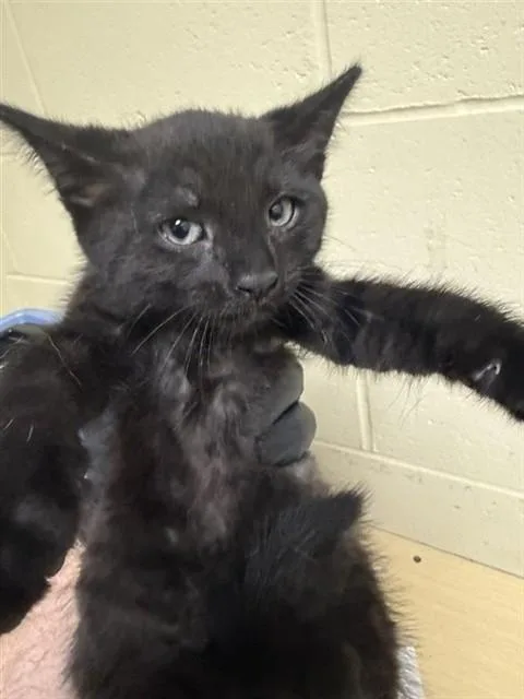 A baby small-sized female Domestic Short Hair cat named Margo for adoption in Sacramento, CA