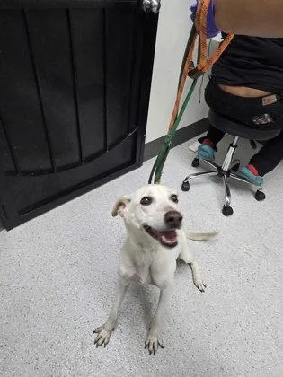 A senior large-sized female Labrador Retriever dog named Taffy for adoption in Oakland, CA
