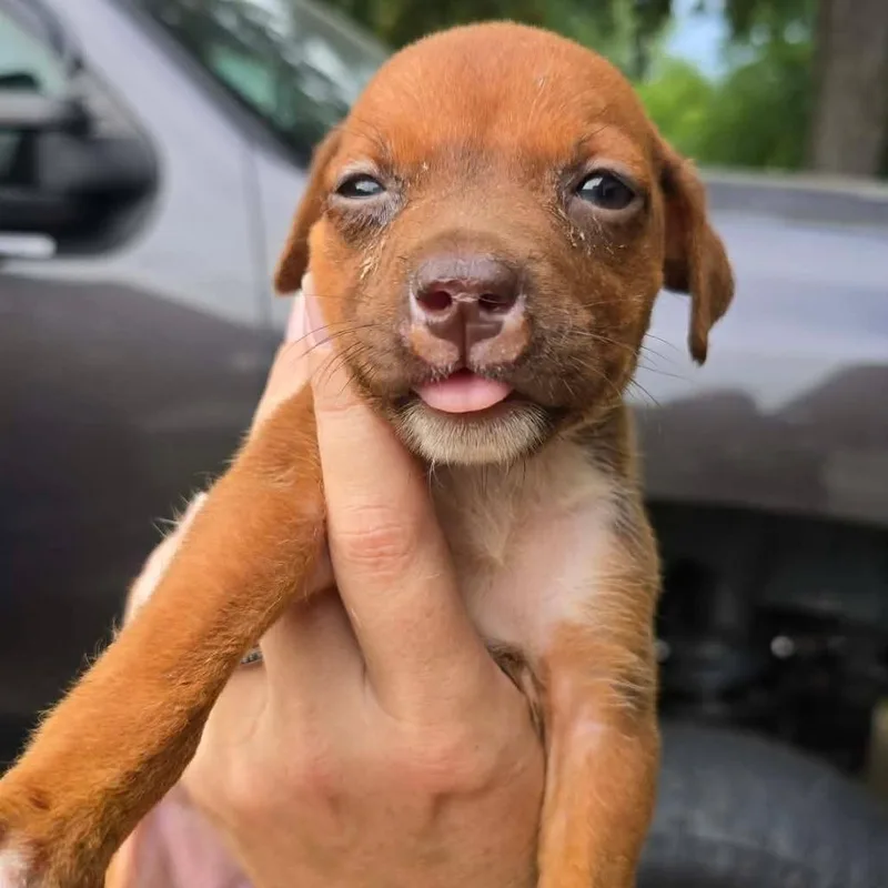 A baby small-sized female Brown / Chocolate Mixed Breed dog named Elphie for adoption in Olathe, KS