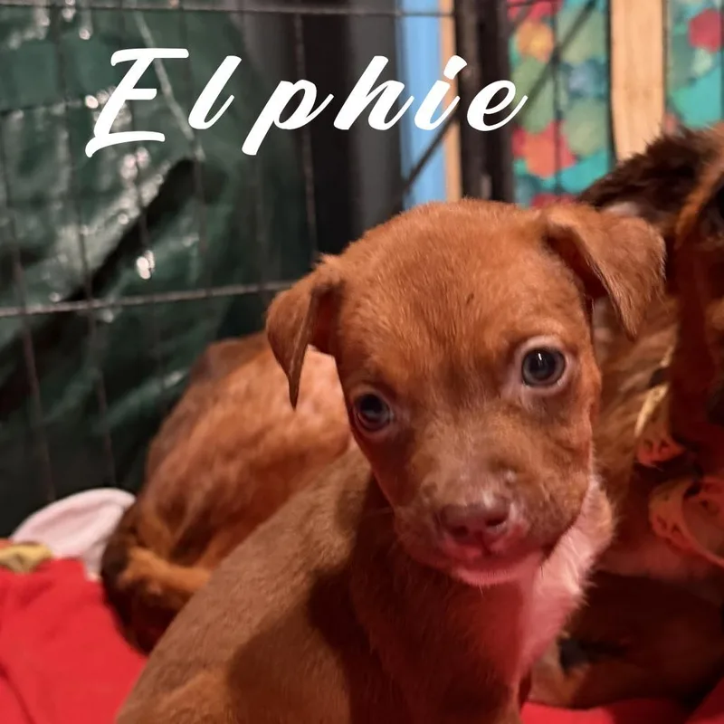 Elphie thumbnail 3
