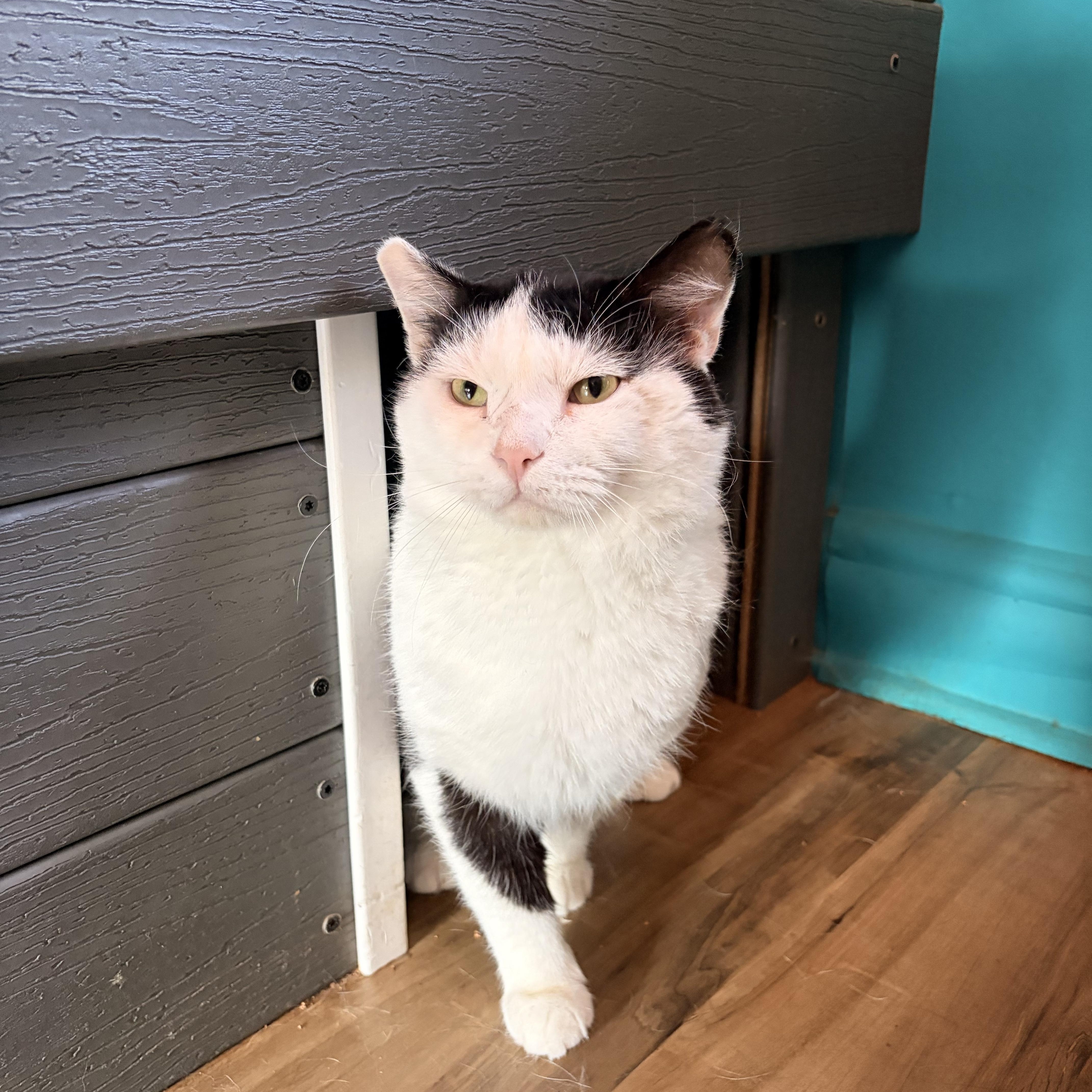 A young medium-sized male Black & White / Tuxedo Domestic Short Hair cat named Hank for adoption in Asheville, NC