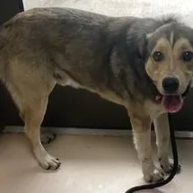 An adult small-sized male Brown / Chocolate Mixed Breed dog named Bambi for adoption in Pine Bluff, AR