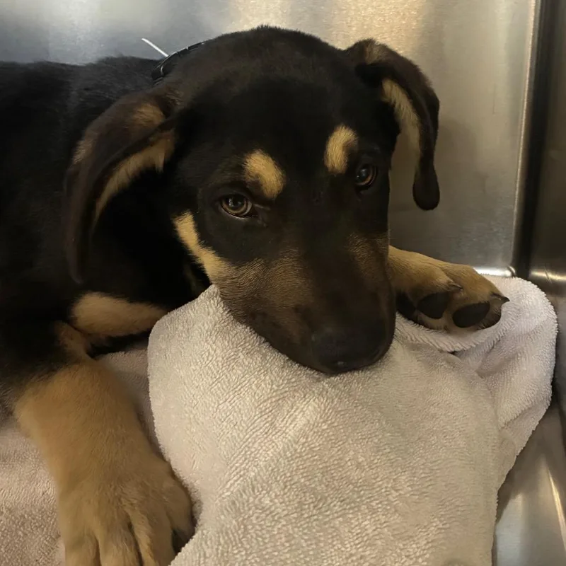 A baby small-sized male Pit Bull Terrier dog named Saturn for adoption in Santa Barbara, CA