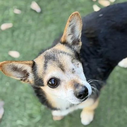 A senior small-sized male Brown / Chocolate Chihuahua dog named Wazowski for adoption in Sacramento, CA
