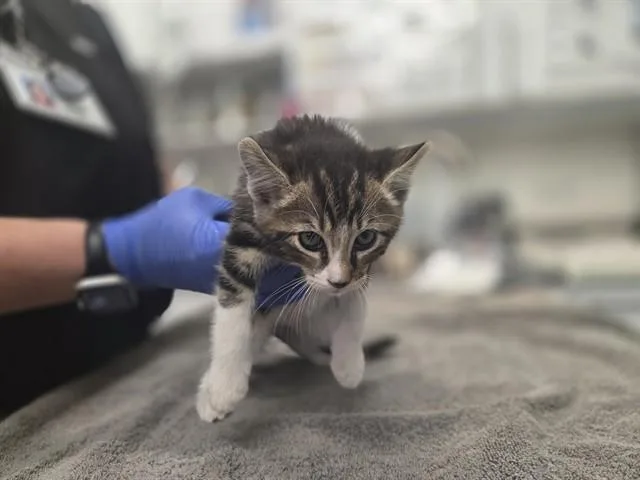 A baby small-sized male Domestic Short Hair cat named Bryce for adoption in Antioch, CA
