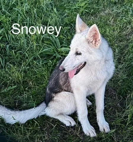 Snowey thumbnail 2
