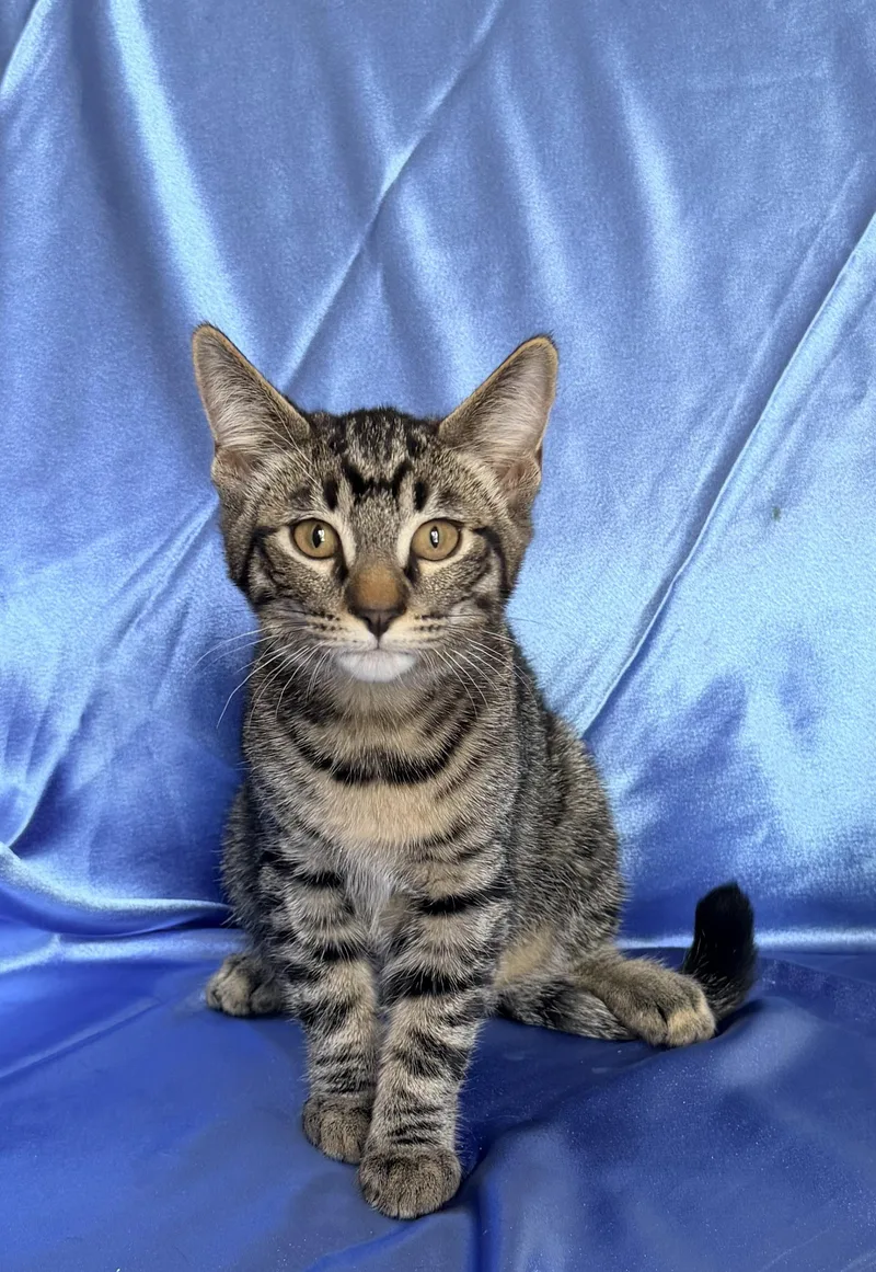 A baby medium-sized male Tabby (Gray / Blue / Silver) Domestic Short Hair cat named Sharky for adoption in Rowland Heights, CA