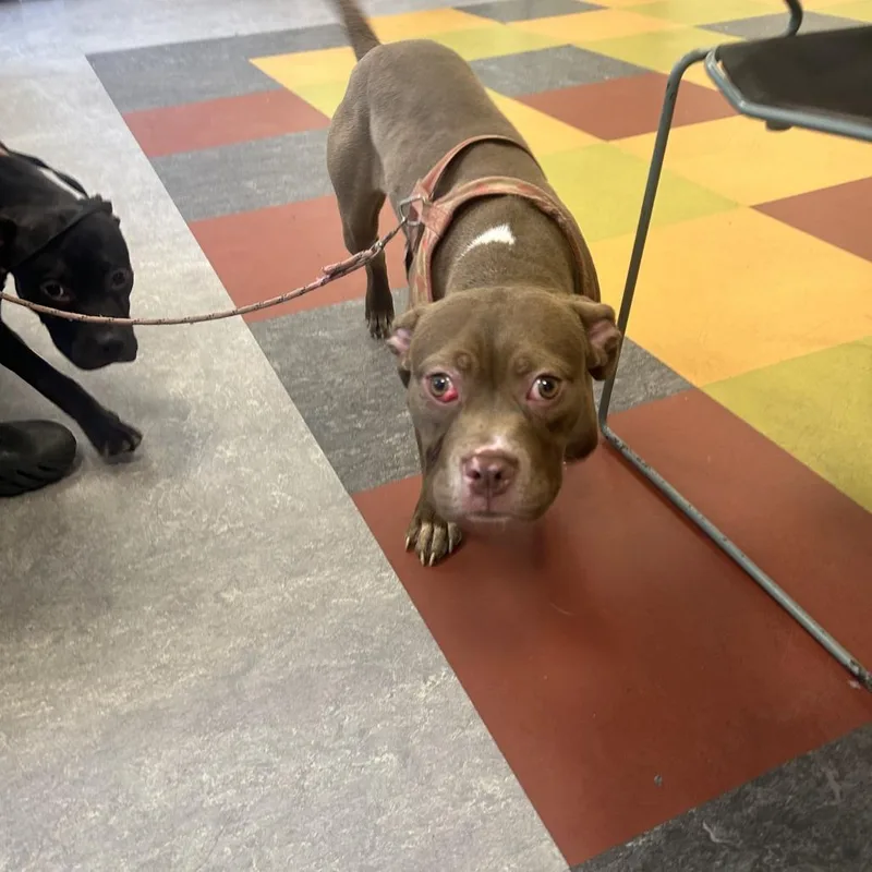 An adult medium-sized female Brown / Chocolate Pit Bull Terrier dog named Brooklyn for adoption in Philadelphia, PA