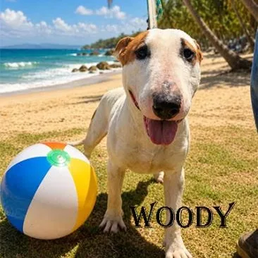 An adult medium-sized male Bull Terrier dog named Woody for adoption in Palm Desert, CA