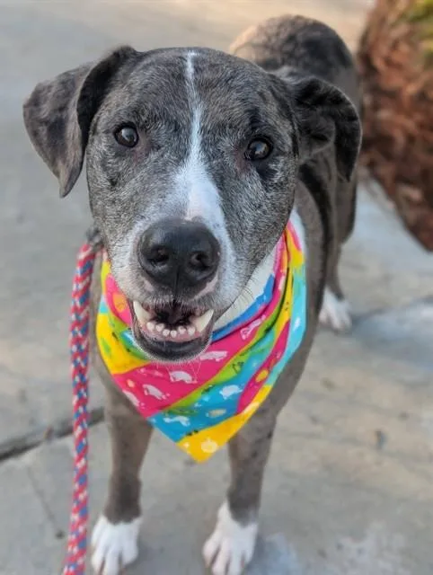 An adult large-sized male Mixed Breed dog named Rooster for adoption in Jacksonville, FL