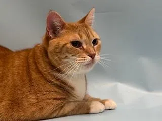 An adult small-sized female Domestic Short Hair cat named Penny for adoption in Golden Valley, MN