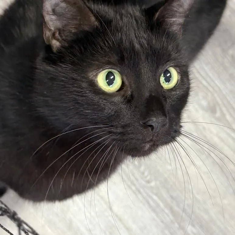 Sebastian thumbnail 4