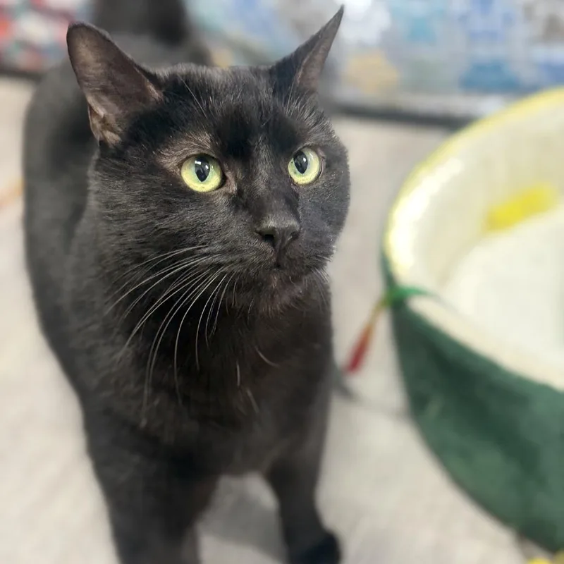 Sebastian thumbnail 5