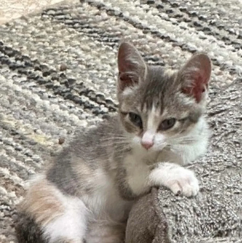 A baby medium-sized female Domestic Short Hair cat named Fry for adoption in Bolivar, MO