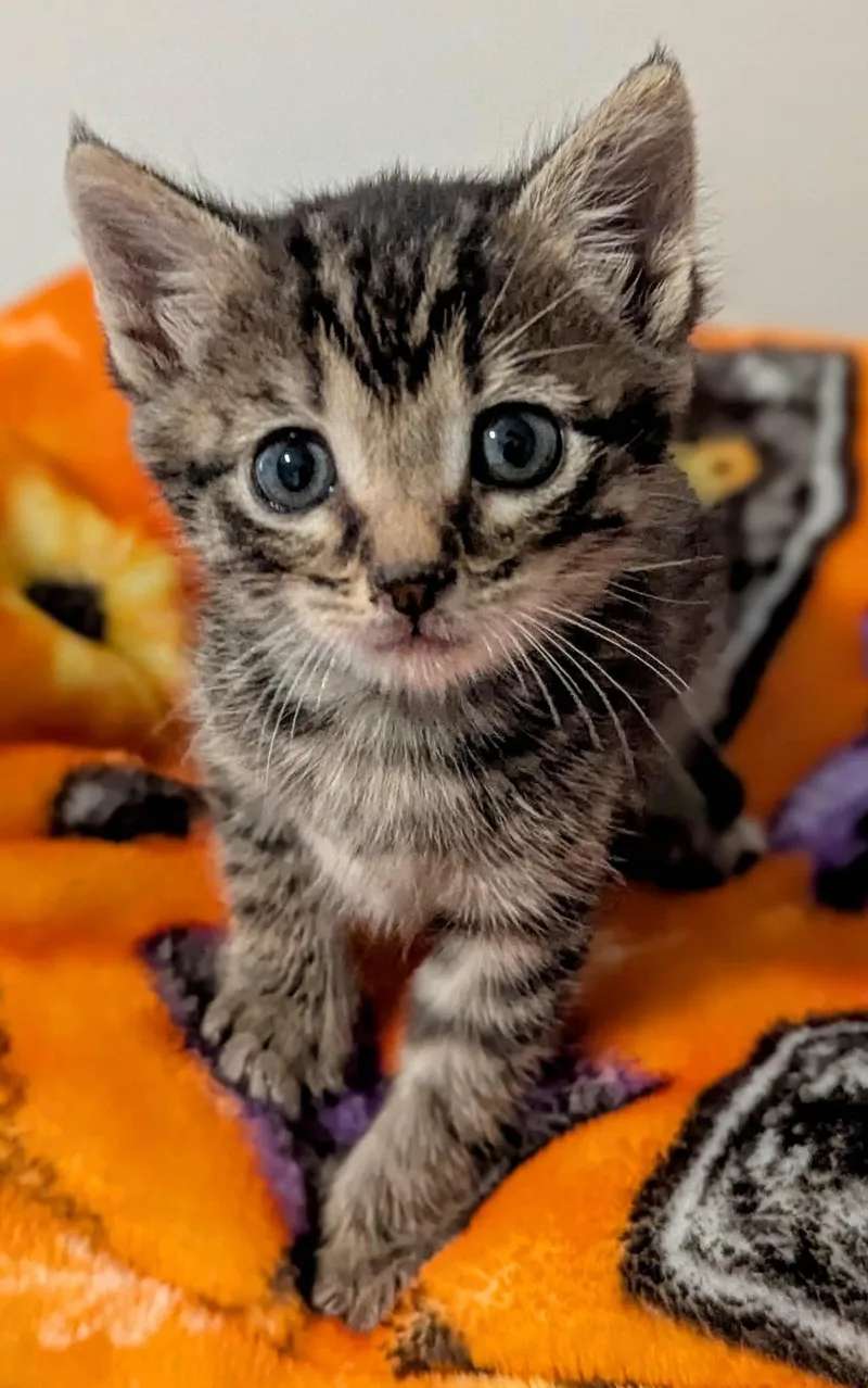 A baby medium-sized male Tabby (Brown / Chocolate) Domestic Short Hair cat named Vince for adoption in Fort Payne, AL
