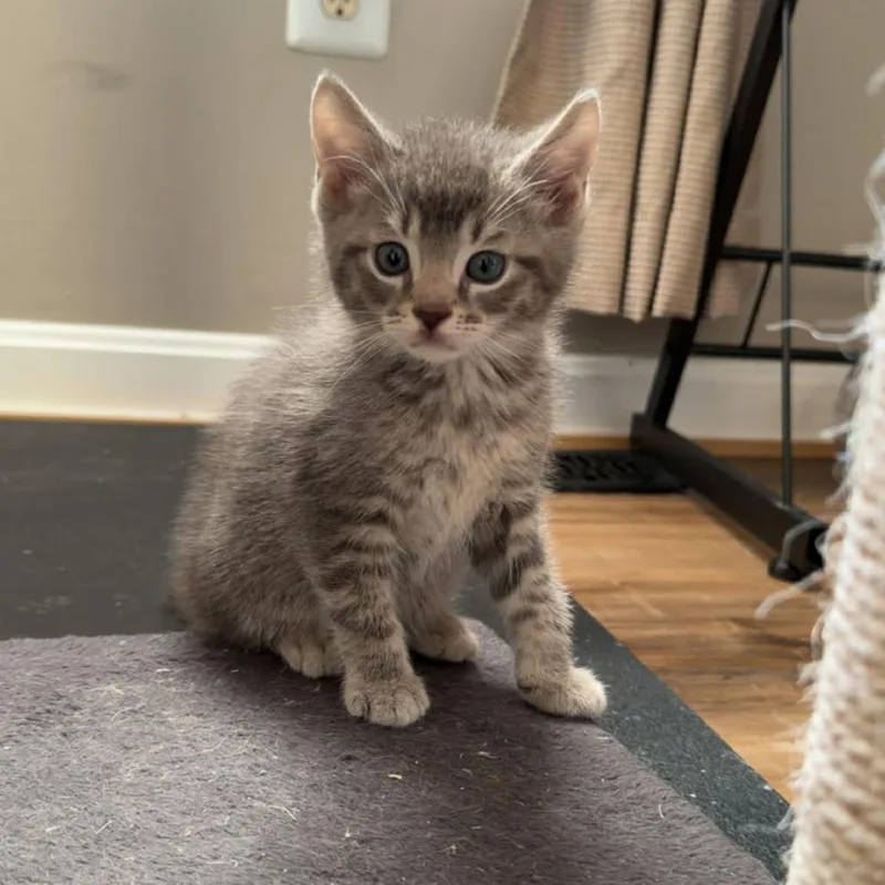 A baby small-sized male Gray / Blue / Silver Domestic Short Hair cat named Frosted Flakes for adoption in Jarrettsville, MD