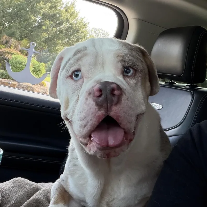 An adult medium-sized male White / Cream English Bulldog dog named Jack for adoption in Montgomery, TX