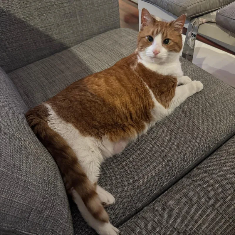 A senior extra large-sized female Orange / Red Domestic Short Hair cat named Amber for adoption in Huntsville, AL