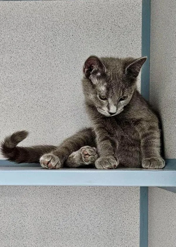 A baby small-sized male Domestic Short Hair cat named Schwarzenegger for adoption in Skillman, NJ