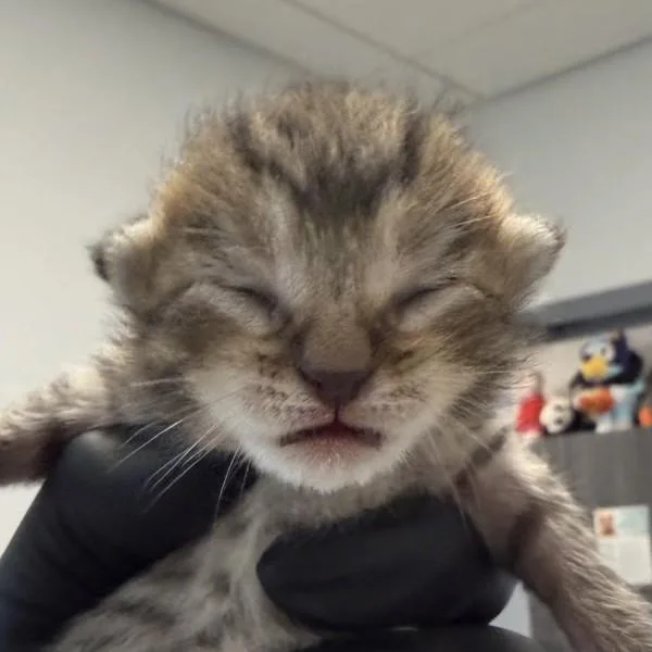 A baby small-sized male Domestic Short Hair cat named Linus for adoption in San Diego, CA
