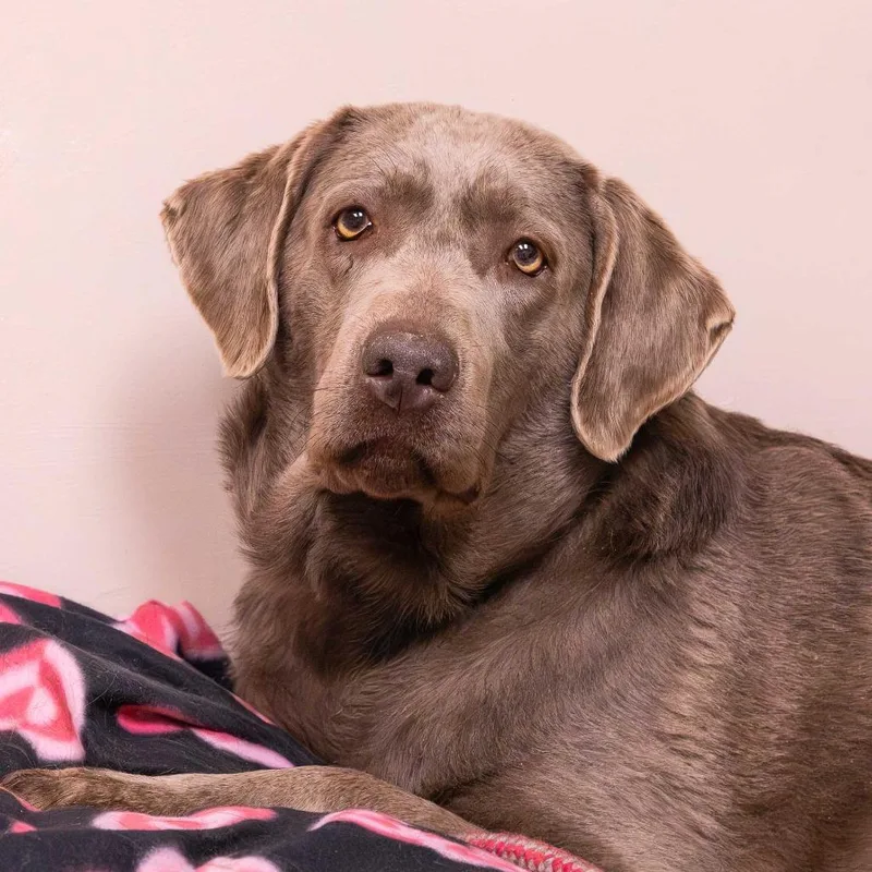 Princess Pierogi thumbnail 2