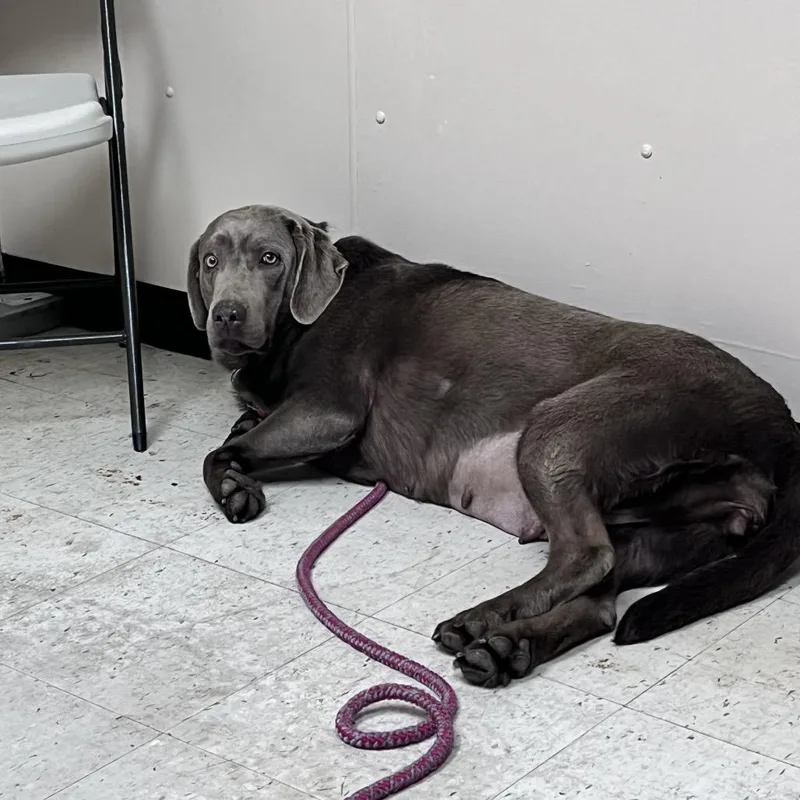 Princess Pierogi thumbnail 3