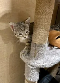 A baby medium-sized female Tabby (Gray / Blue / Silver) Domestic Short Hair cat named Beanie for adoption in Phoenix, AZ