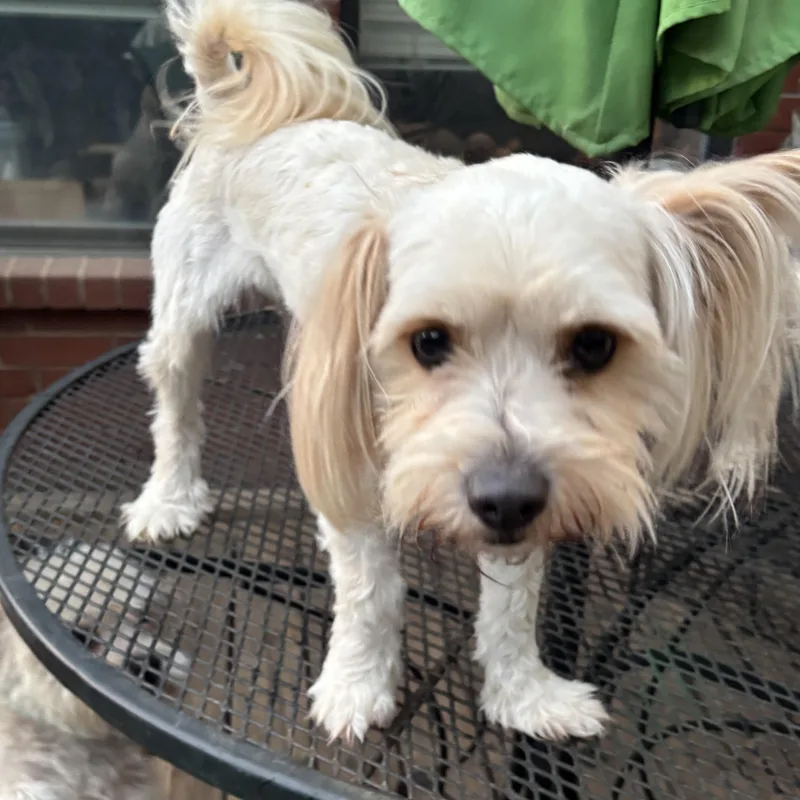 A young small-sized male White / Cream Shih Tzu dog named Zing Savor for adoption in Plano, TX