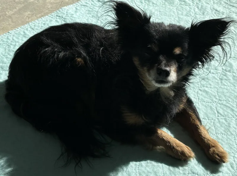 An adult small-sized male Tricolor (Brown, Black, & White) Chihuahua dog named Rudy for adoption in Westbrook, ME