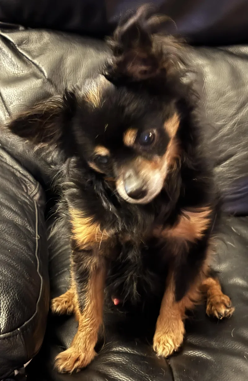 Rudy thumbnail 5