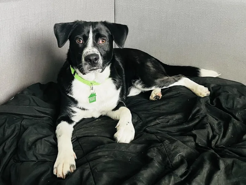 Macadamia thumbnail 2