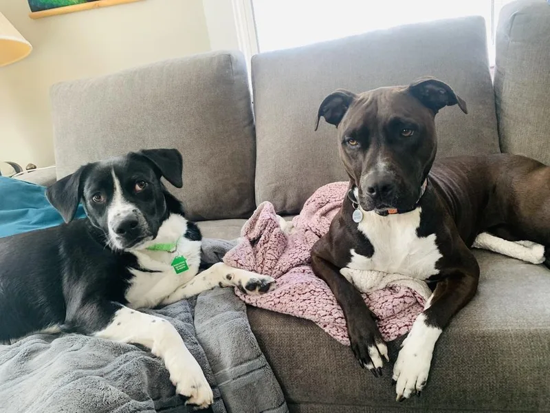 Macadamia thumbnail 4