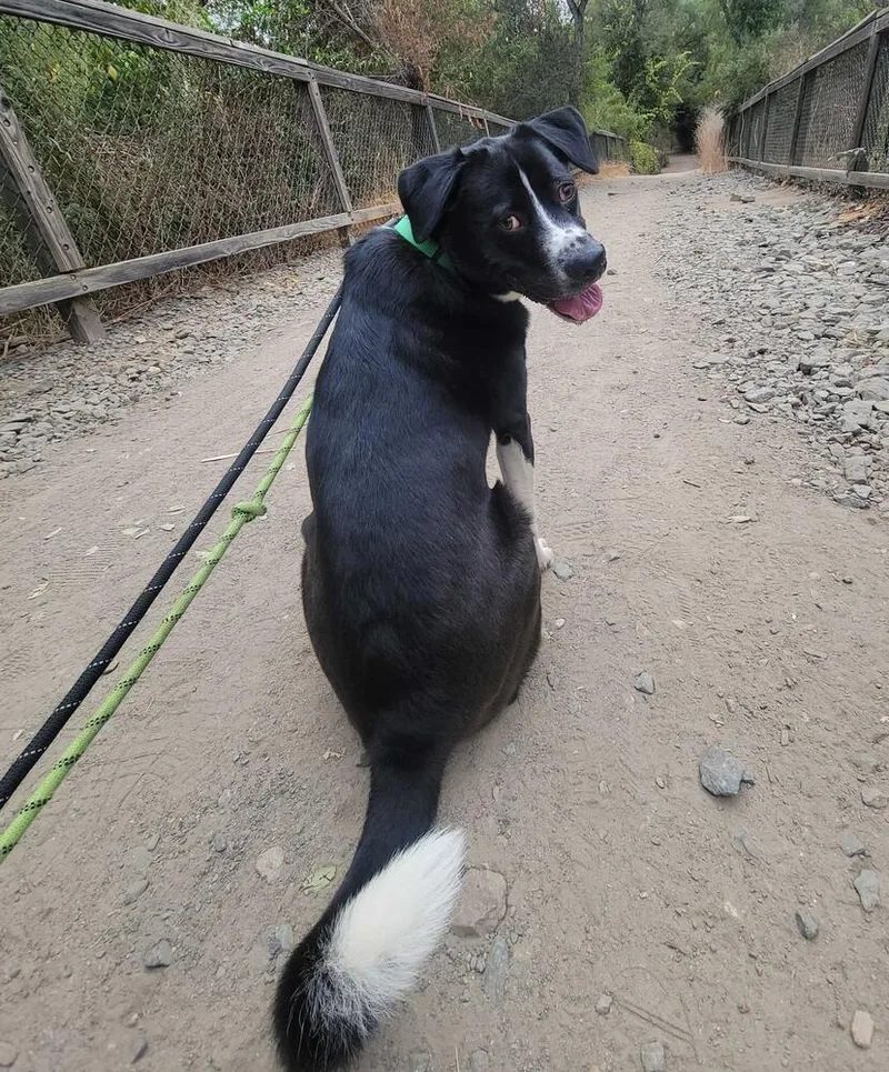 Macadamia thumbnail 5