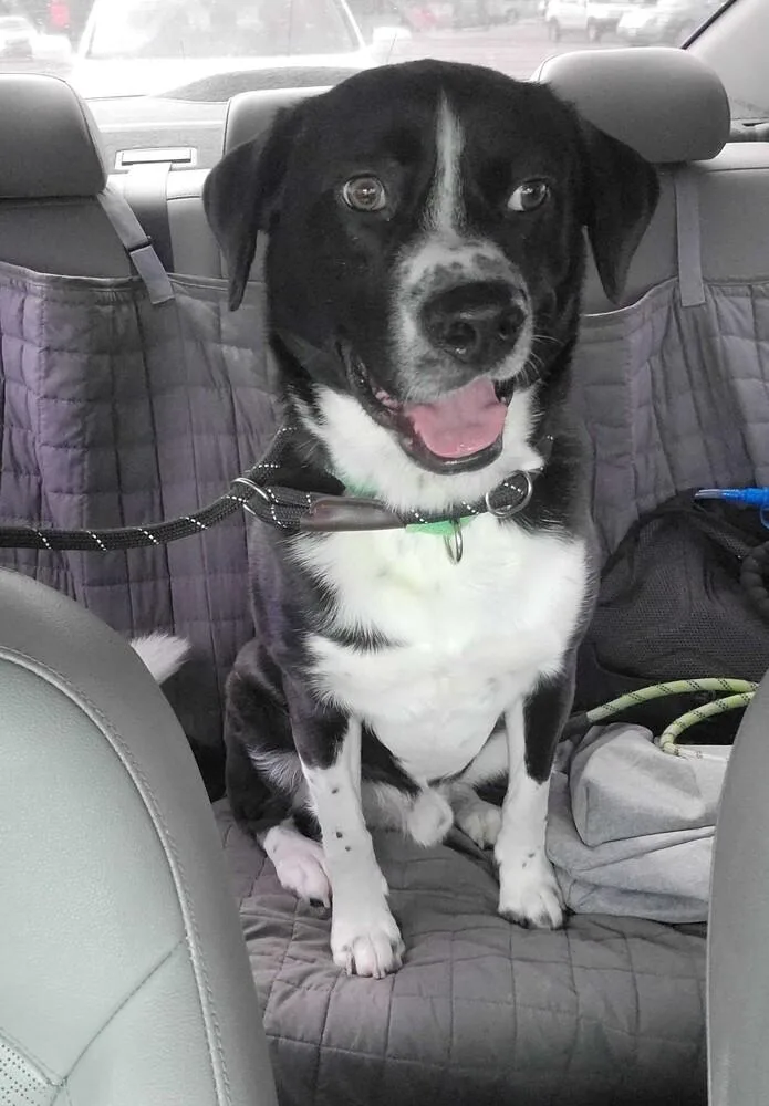 Macadamia thumbnail 6